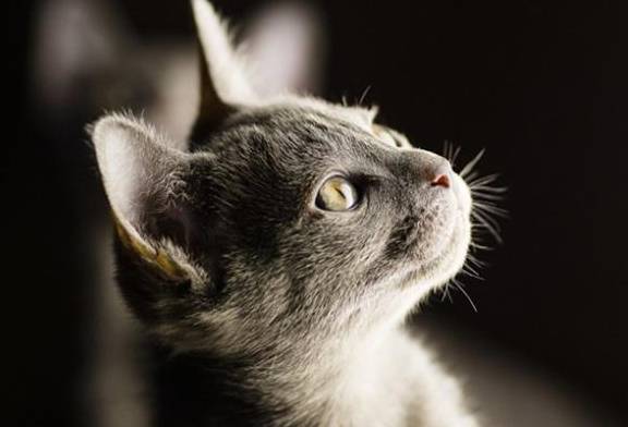猫眼看书苹果版:可训度最高的六种猫咪，丑萌的无毛猫上榜，第一是聪明的“它”！