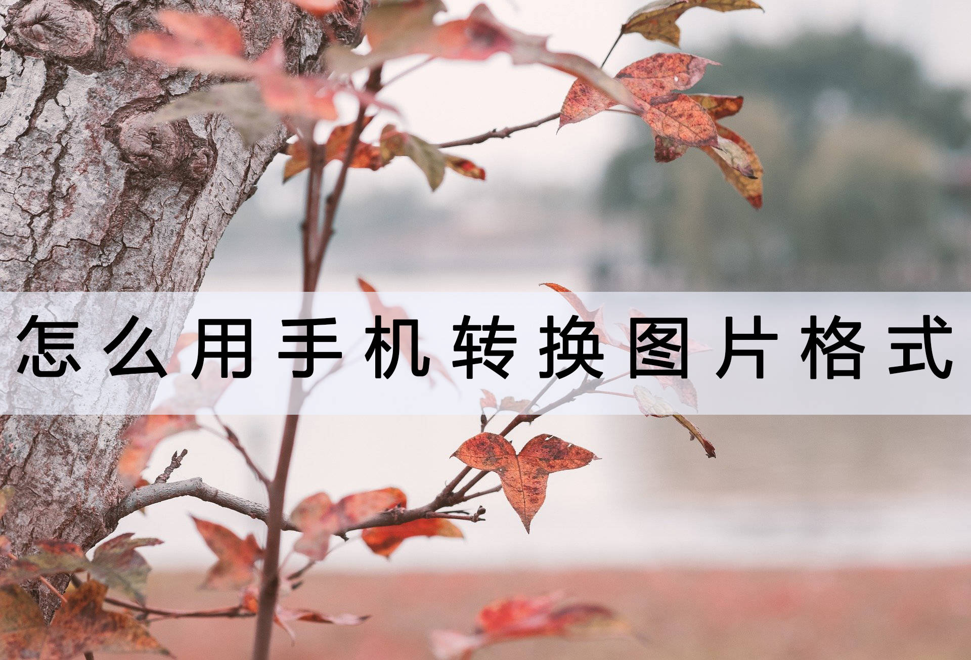 用手机怎么赚钱:怎么用手机转换图片格式？不如来试试这个方法