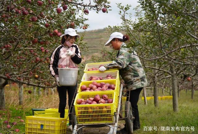 甘肃新闻陇南苹果园甘肃陇南新闻最新消息