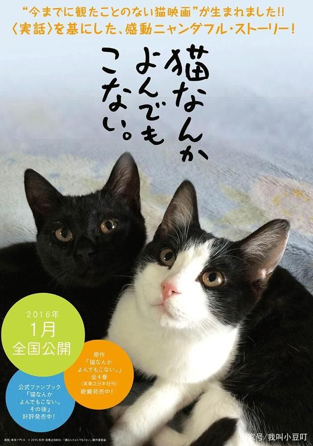 电影猫手机版电影猫mvcat官网