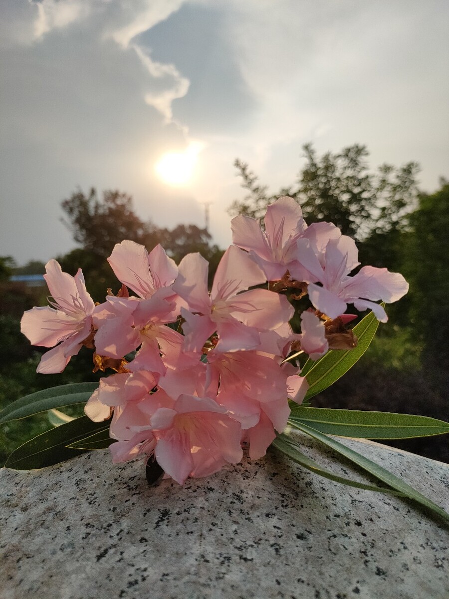 手机版同花通达信官方网站